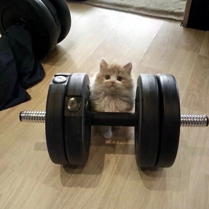 -Пацаны-из-качалки-разное-котэ-7849301.jpeg